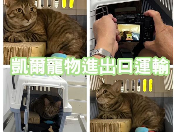 2025/09/01『新加坡』混種貓芝芝移民新加坡~~~~
